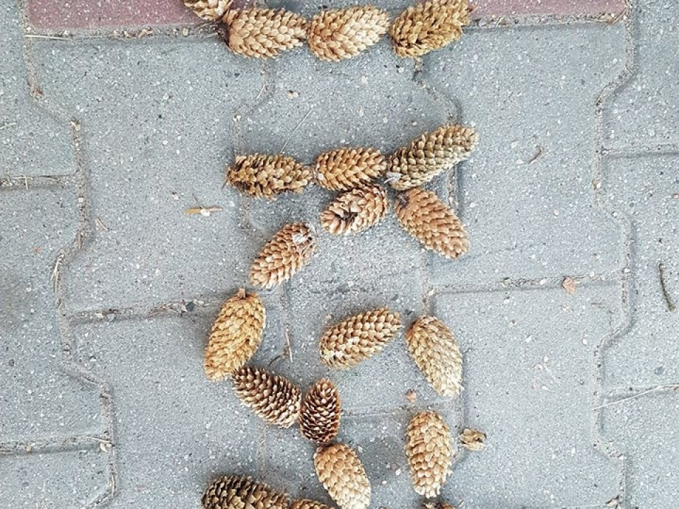 UKS 7 - Obóz Sportowo ? Rekreacyjny Olsztyn 2-11 lipca 2018