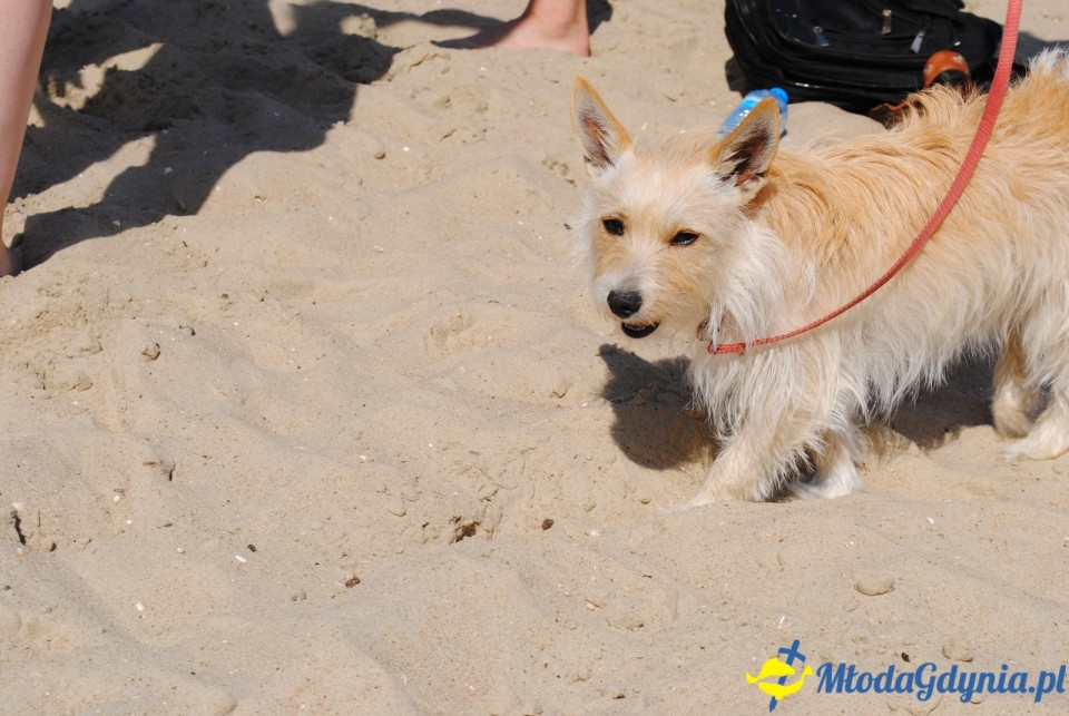 Sopot Beach Rugby - 05.08.2018r.