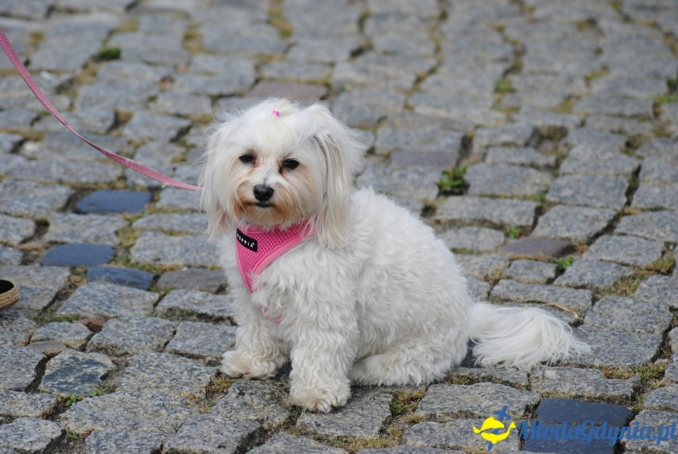 Lato z Radiem Festiwal 2018 - 26.08.2018r.