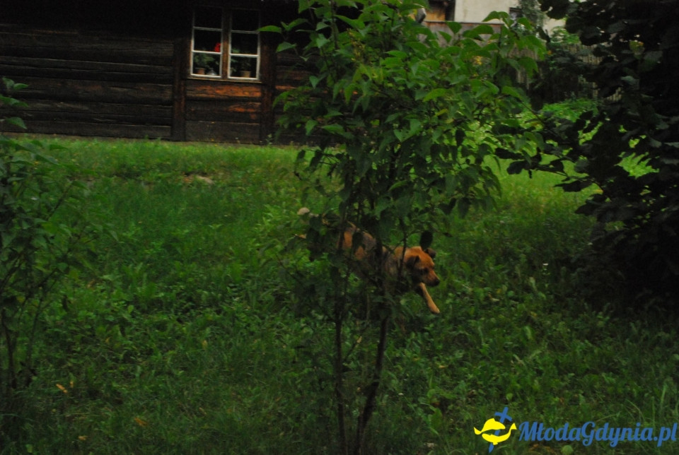 Klub Sportowy Gokken - Wdzydze 2018 (I)