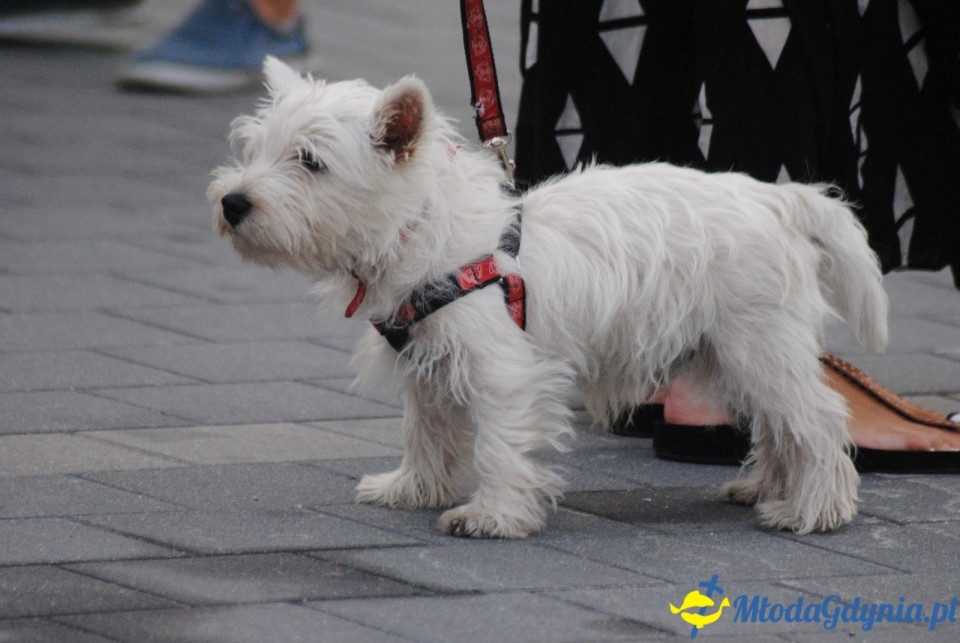 Piknik Rodzinny WIELKA ARKA - 30.08.2018r.