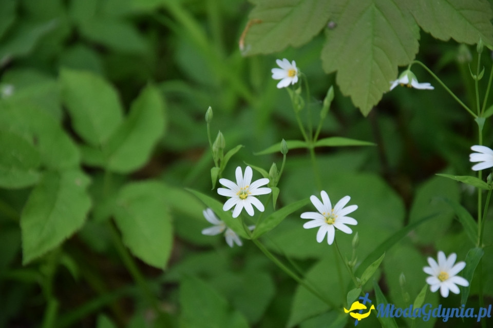 Wycieczka PTTK Klubu Turystycznego Wybrzeże do Arboretum w Wirtach