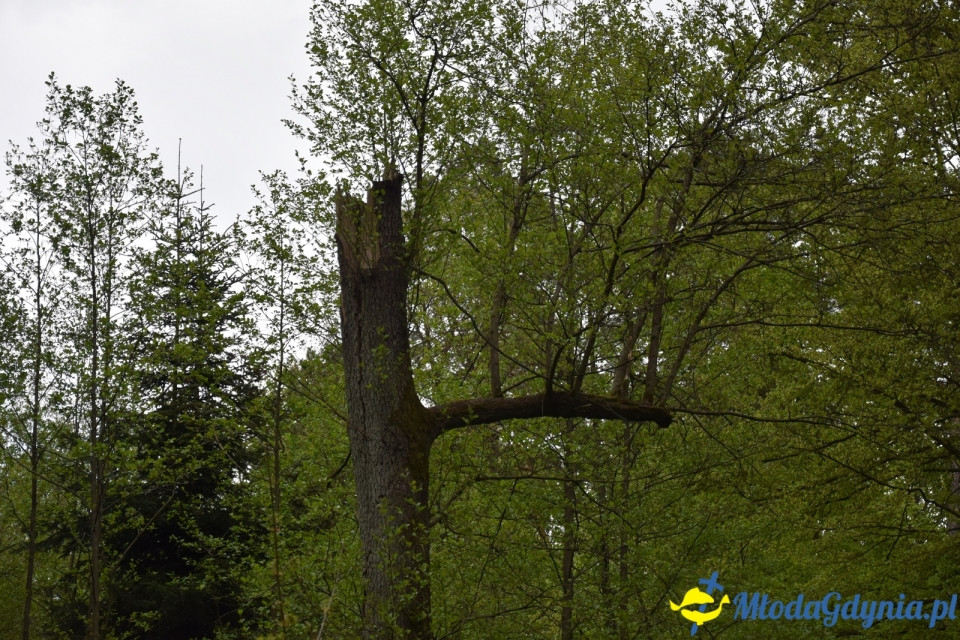 Wycieczka PTTK Klubu Turystycznego Wybrzeże do Arboretum w Wirtach