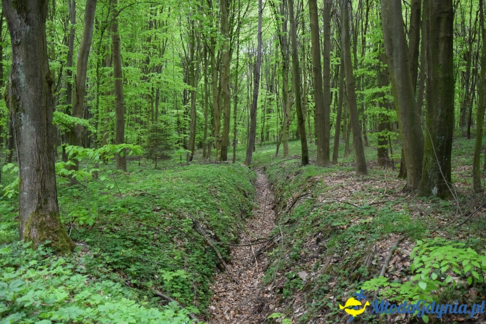Wycieczka PTTK Klubu Turystycznego Wybrzeże do Arboretum w Wirtach