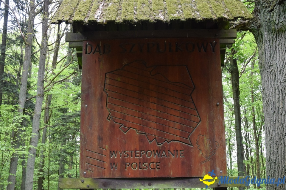 Wycieczka PTTK Klubu Turystycznego Wybrzeże do Arboretum w Wirtach