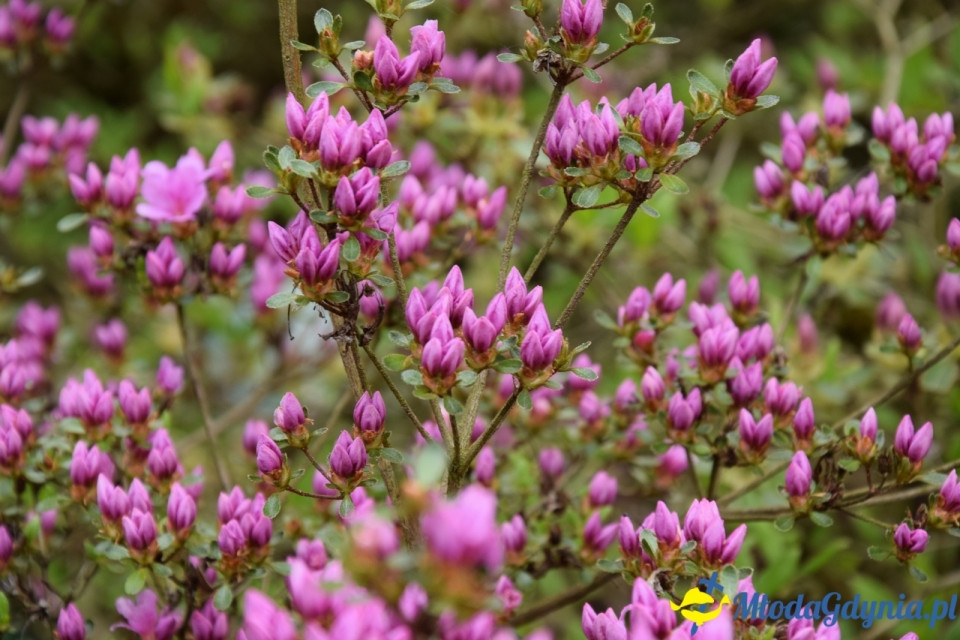Wycieczka PTTK Klubu Turystycznego Wybrzeże do Arboretum w Wirtach