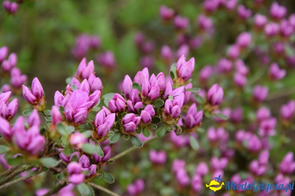 Wycieczka PTTK Klubu Turystycznego Wybrzeże do Arboretum w Wirtach