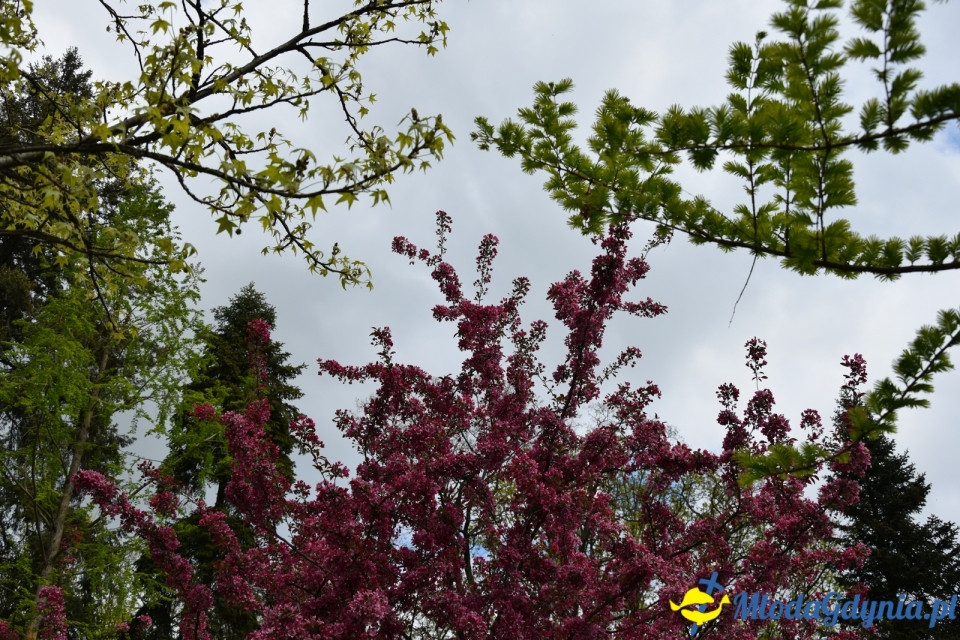 Wycieczka PTTK Klubu Turystycznego Wybrzeże do Arboretum w Wirtach