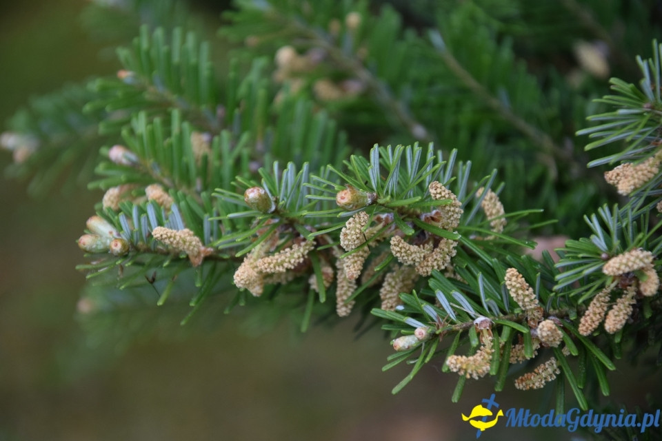Wycieczka PTTK Klubu Turystycznego Wybrzeże do Arboretum w Wirtach