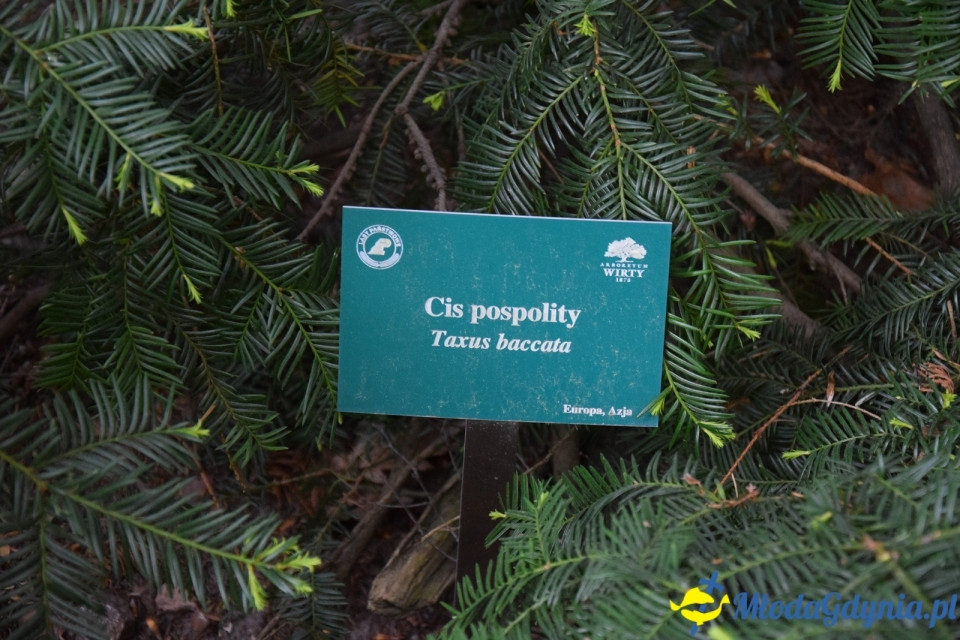 Wycieczka PTTK Klubu Turystycznego Wybrzeże do Arboretum w Wirtach