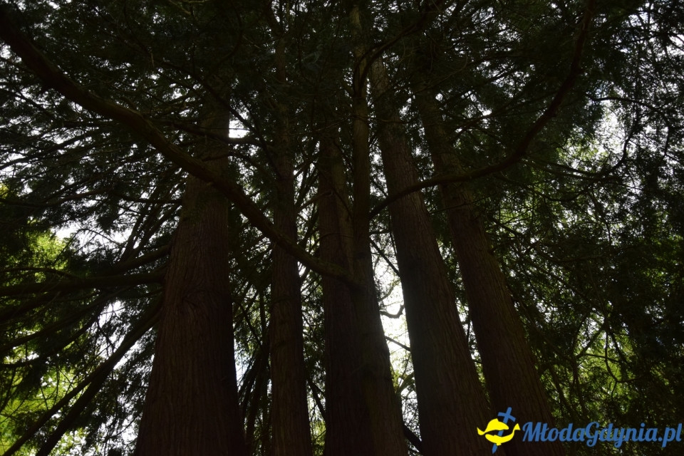Wycieczka PTTK Klubu Turystycznego Wybrzeże do Arboretum w Wirtach
