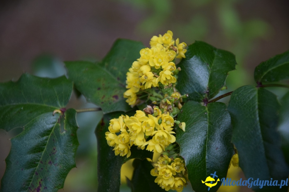 Wycieczka PTTK Klubu Turystycznego Wybrzeże do Arboretum w Wirtach
