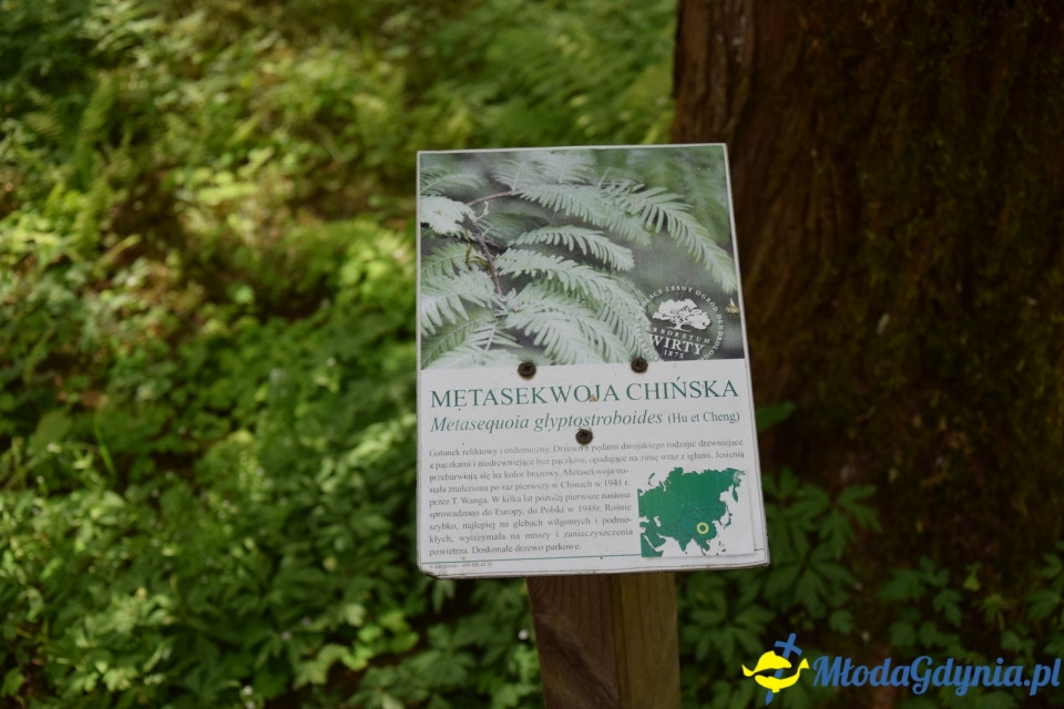Wycieczka PTTK Klubu Turystycznego Wybrzeże do Arboretum w Wirtach