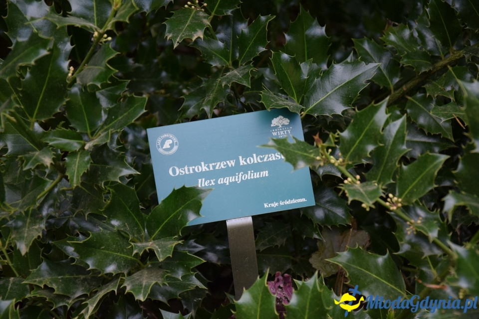 Wycieczka PTTK Klubu Turystycznego Wybrzeże do Arboretum w Wirtach