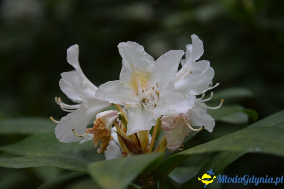 Wycieczka PTTK Klubu Turystycznego Wybrzeże do Arboretum w Wirtach