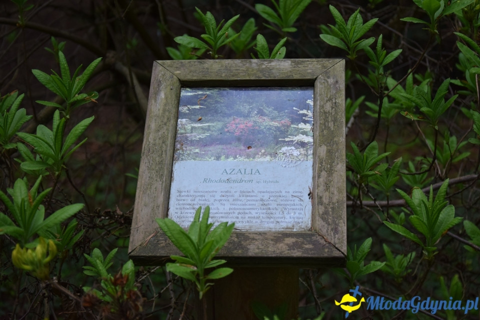Wycieczka PTTK Klubu Turystycznego Wybrzeże do Arboretum w Wirtach