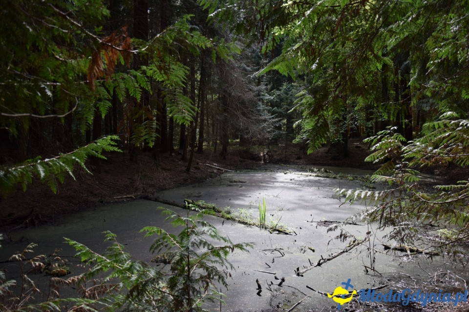 Wycieczka PTTK Klubu Turystycznego Wybrzeże do Arboretum w Wirtach