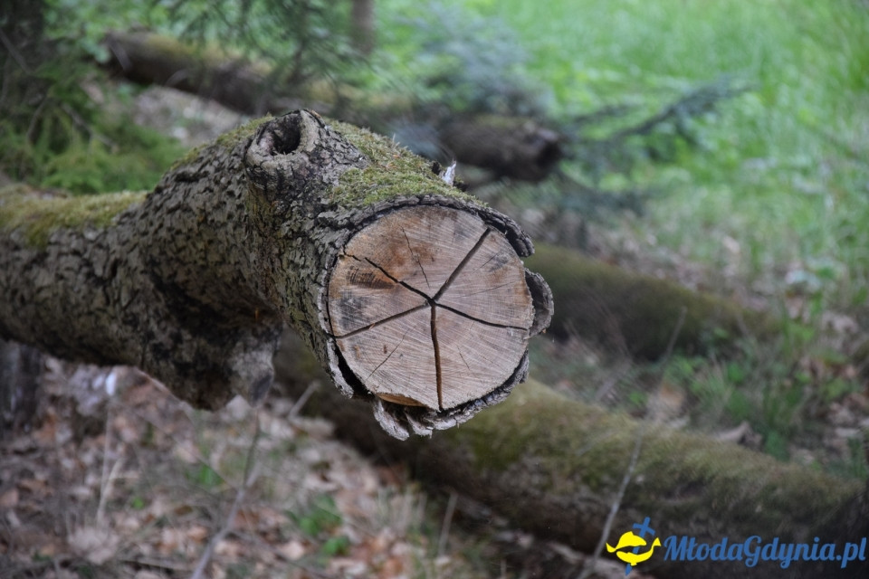 Wycieczka PTTK Klubu Turystycznego Wybrzeże do Arboretum w Wirtach