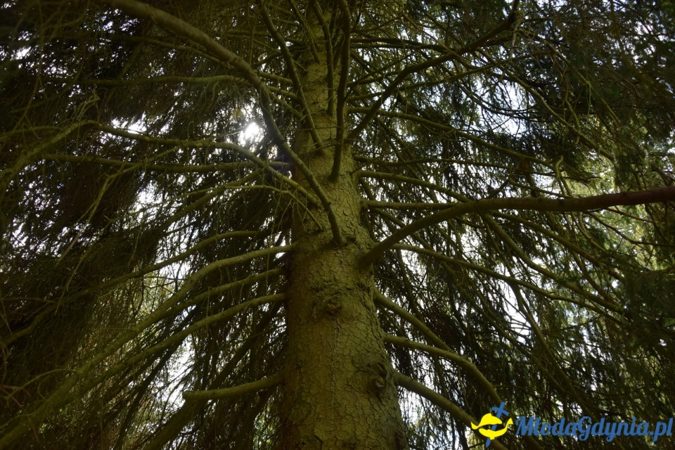 Wycieczka PTTK Klubu Turystycznego Wybrzeże do Arboretum w Wirtach