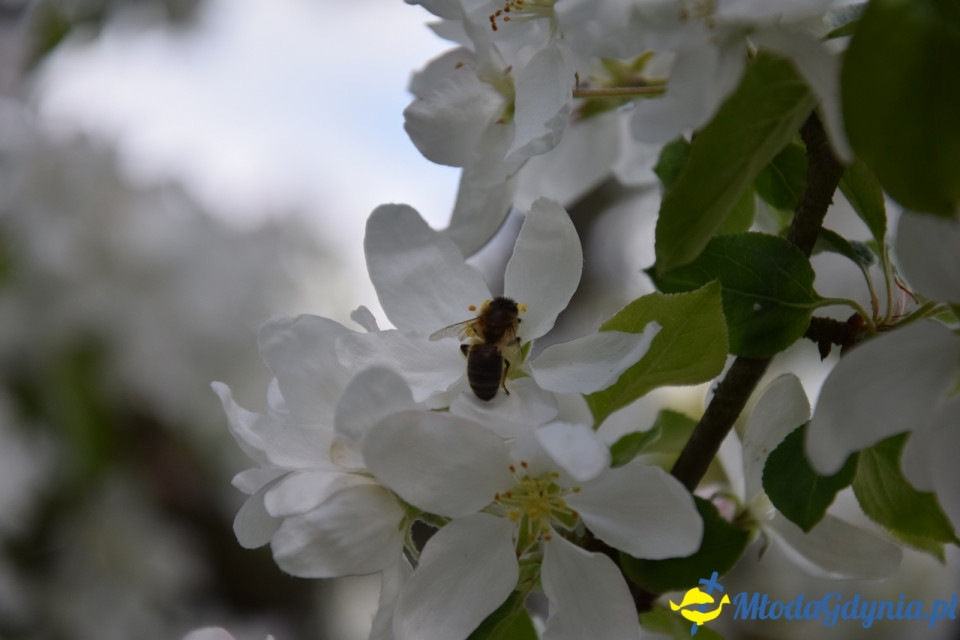 Wycieczka PTTK Klubu Turystycznego Wybrzeże do Arboretum w Wirtach