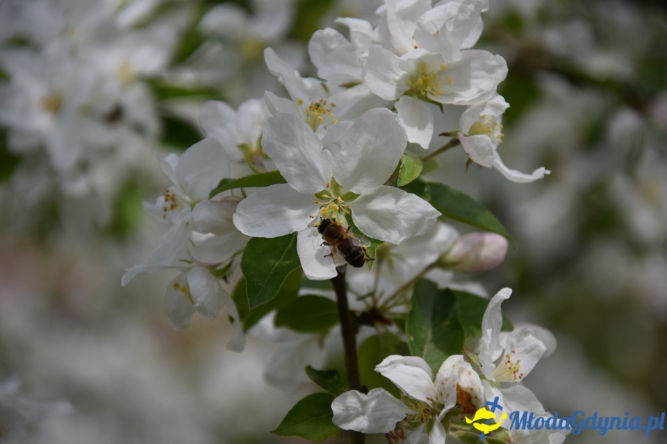 Wycieczka PTTK Klubu Turystycznego Wybrzeże do Arboretum w Wirtach