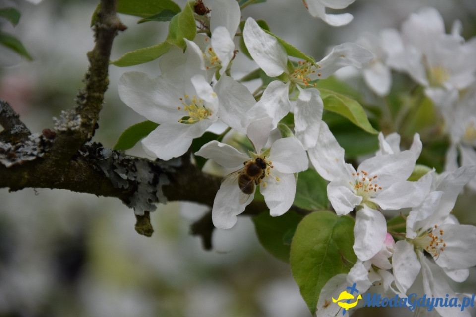 Wycieczka PTTK Klubu Turystycznego Wybrzeże do Arboretum w Wirtach