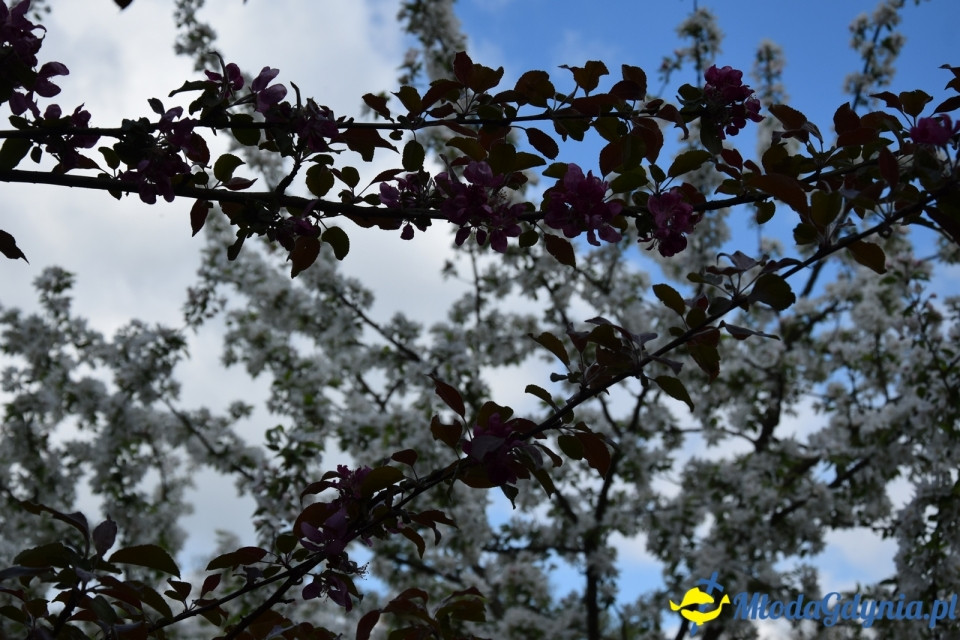 Wycieczka PTTK Klubu Turystycznego Wybrzeże do Arboretum w Wirtach