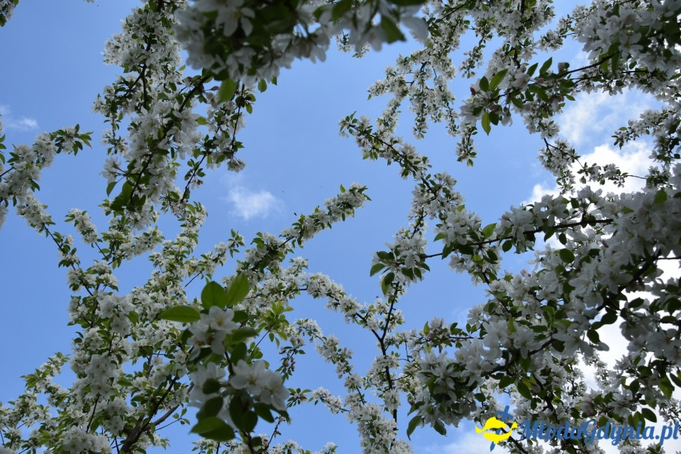 Wycieczka PTTK Klubu Turystycznego Wybrzeże do Arboretum w Wirtach