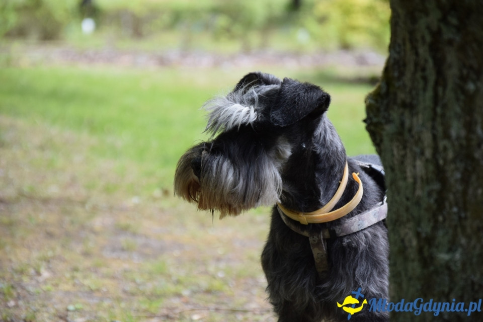 Wycieczka PTTK Klubu Turystycznego Wybrzeże do Arboretum w Wirtach