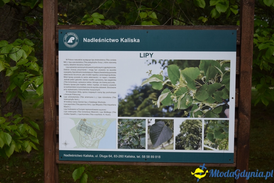 Wycieczka PTTK Klubu Turystycznego Wybrzeże do Arboretum w Wirtach