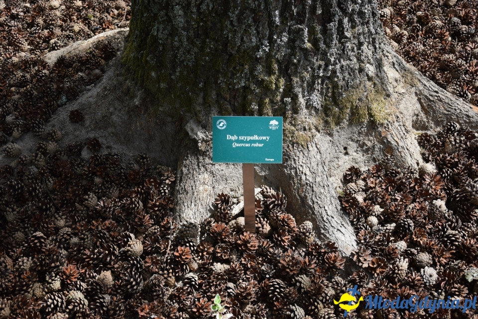 Wycieczka PTTK Klubu Turystycznego Wybrzeże do Arboretum w Wirtach