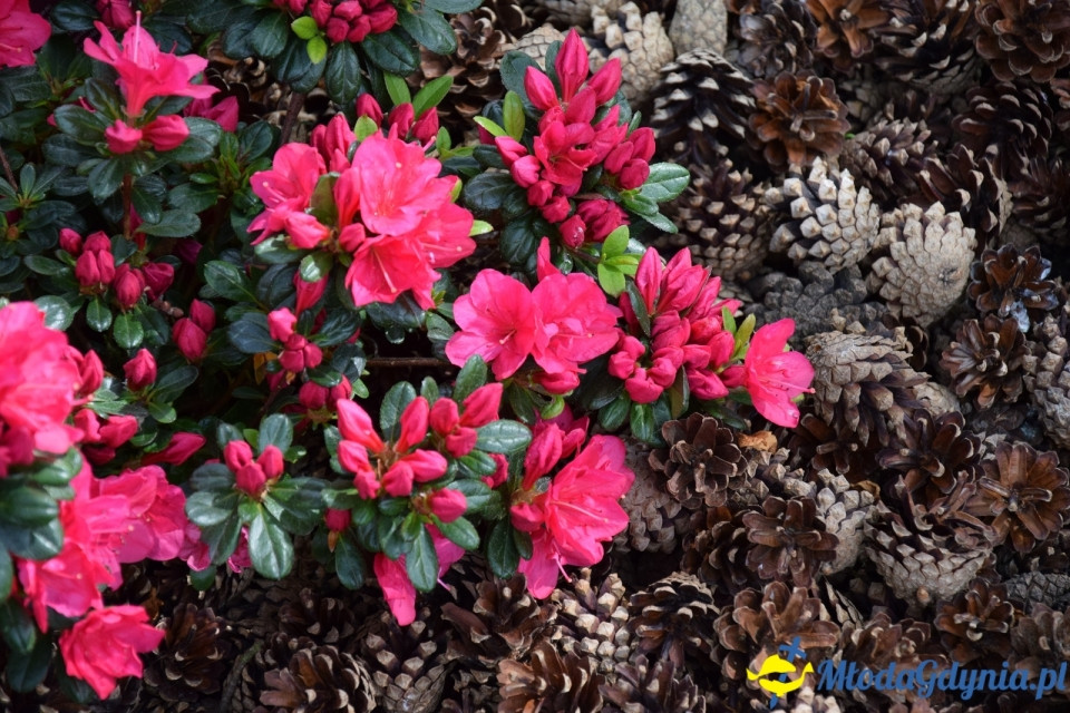 Wycieczka PTTK Klubu Turystycznego Wybrzeże do Arboretum w Wirtach