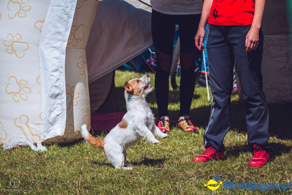XXIV Krajowa Wystawa Psów Rasowych - National Dog Show (CAC)