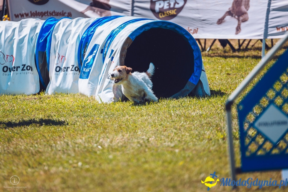 XXIV Krajowa Wystawa Psów Rasowych - National Dog Show (CAC)