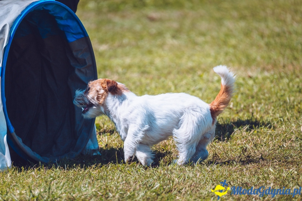 XXIV Krajowa Wystawa Psów Rasowych - National Dog Show (CAC)