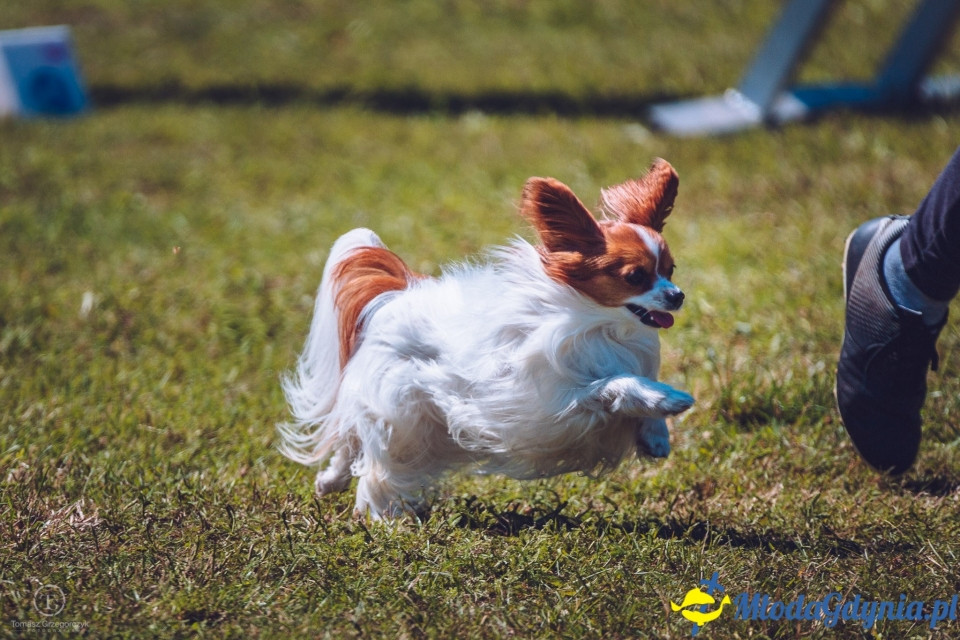 XXIV Krajowa Wystawa Psów Rasowych - National Dog Show (CAC)