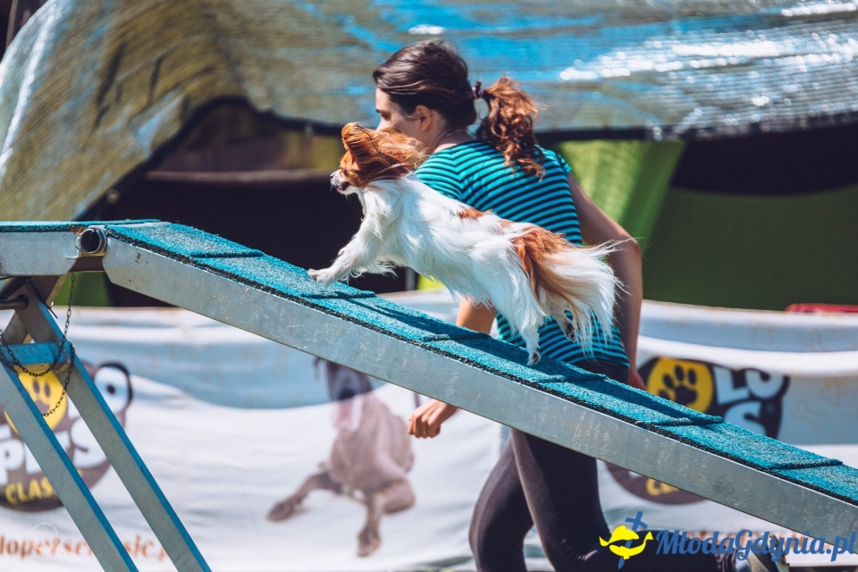XXIV Krajowa Wystawa Psów Rasowych - National Dog Show (CAC)