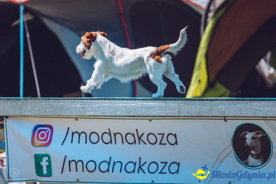 XXIV Krajowa Wystawa Psów Rasowych - National Dog Show (CAC)
