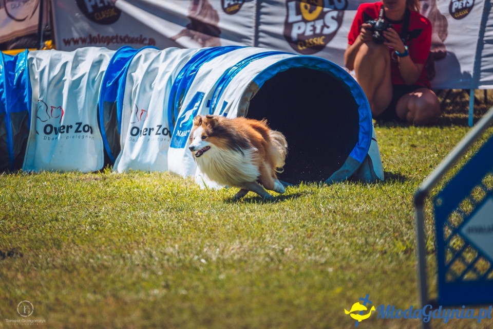XXIV Krajowa Wystawa Psów Rasowych - National Dog Show (CAC)