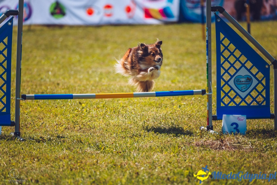 XXIV Krajowa Wystawa Psów Rasowych - National Dog Show (CAC)