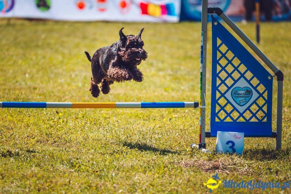 XXIV Krajowa Wystawa Psów Rasowych - National Dog Show (CAC)