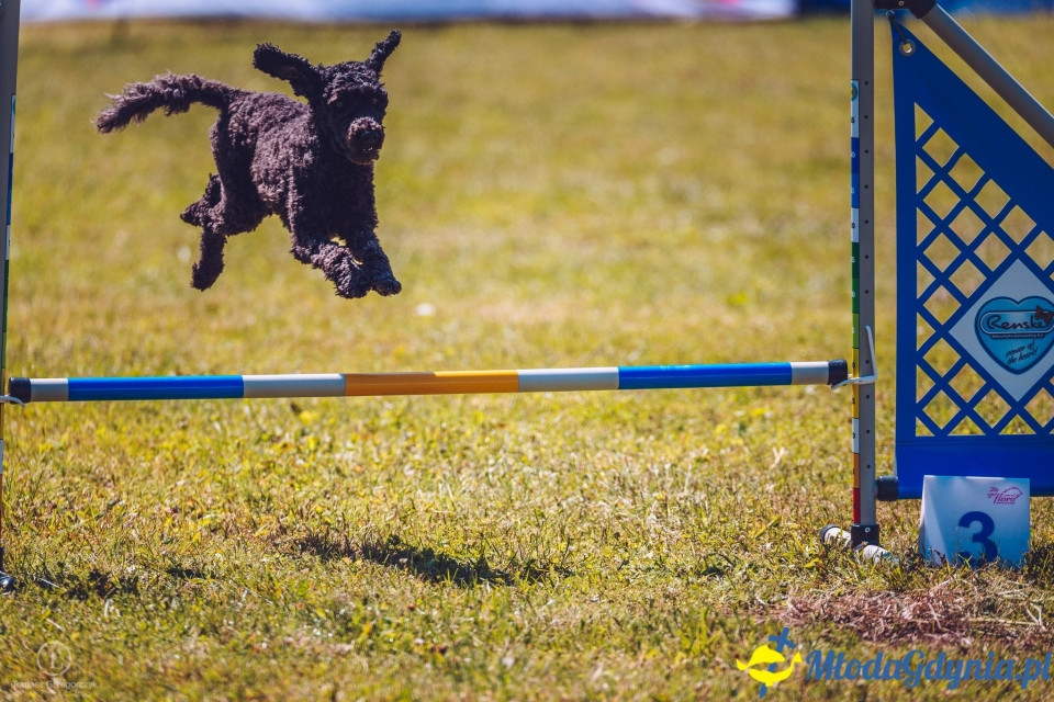 XXIV Krajowa Wystawa Psów Rasowych - National Dog Show (CAC)