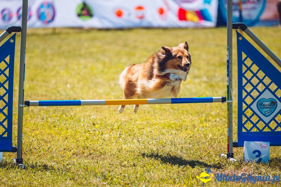 XXIV Krajowa Wystawa Psów Rasowych - National Dog Show (CAC)
