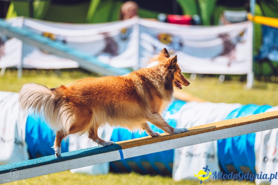 XXIV Krajowa Wystawa Psów Rasowych - National Dog Show (CAC)