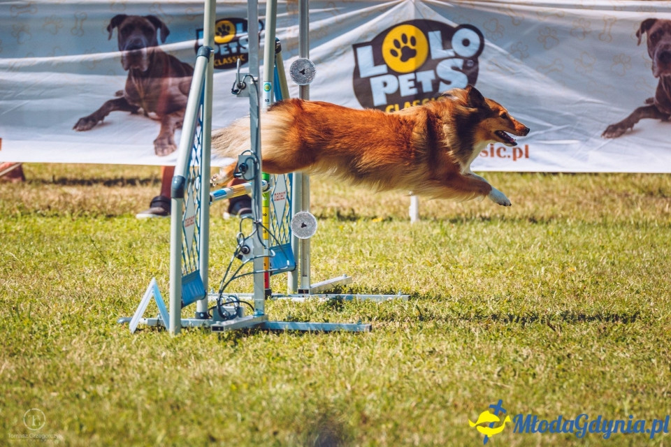 XXIV Krajowa Wystawa Psów Rasowych - National Dog Show (CAC)