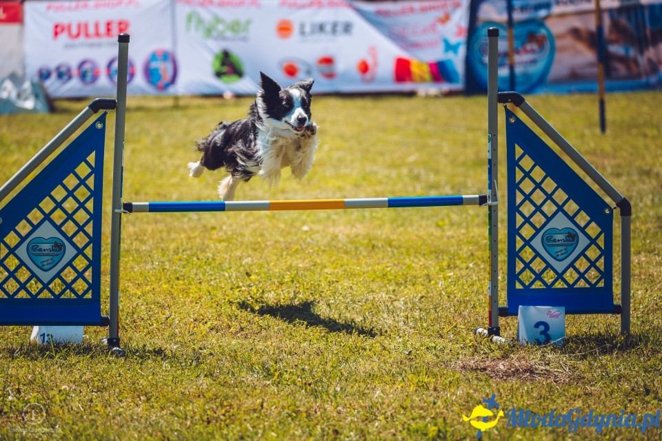 XXIV Krajowa Wystawa Psów Rasowych - National Dog Show (CAC)