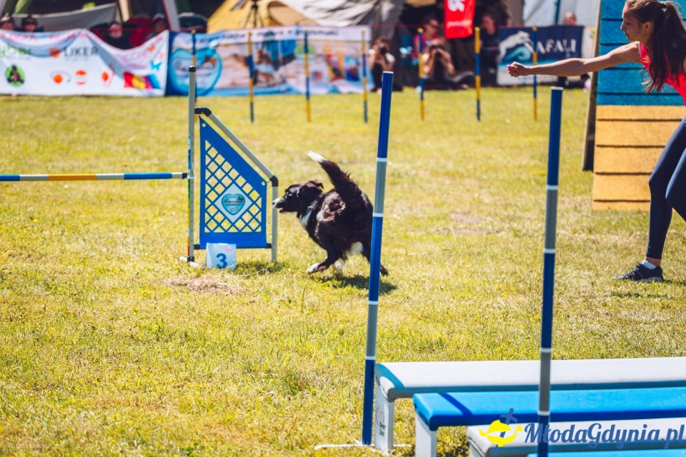 XXIV Krajowa Wystawa Psów Rasowych - National Dog Show (CAC)