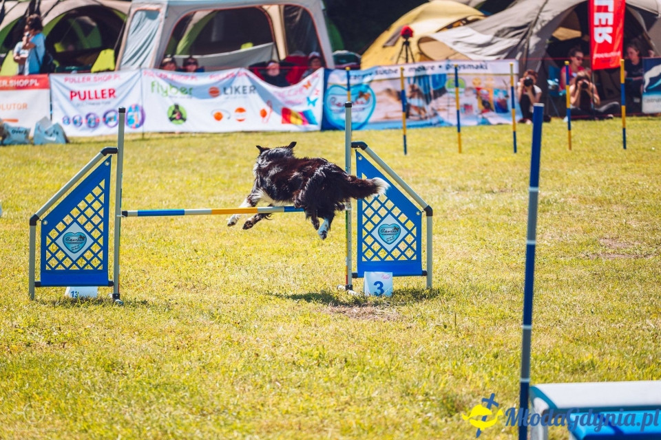 XXIV Krajowa Wystawa Psów Rasowych - National Dog Show (CAC)