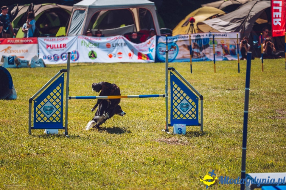 XXIV Krajowa Wystawa Psów Rasowych - National Dog Show (CAC)