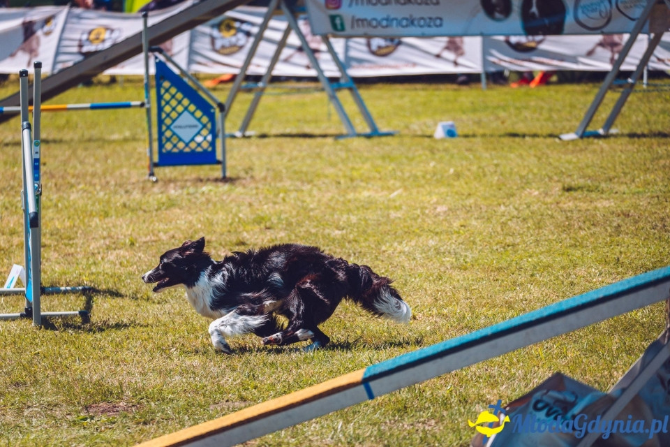 XXIV Krajowa Wystawa Psów Rasowych - National Dog Show (CAC)